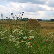 CIMG8406.jpg
